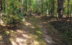 View of prehistoric archaeological site along a Forest Service access road.