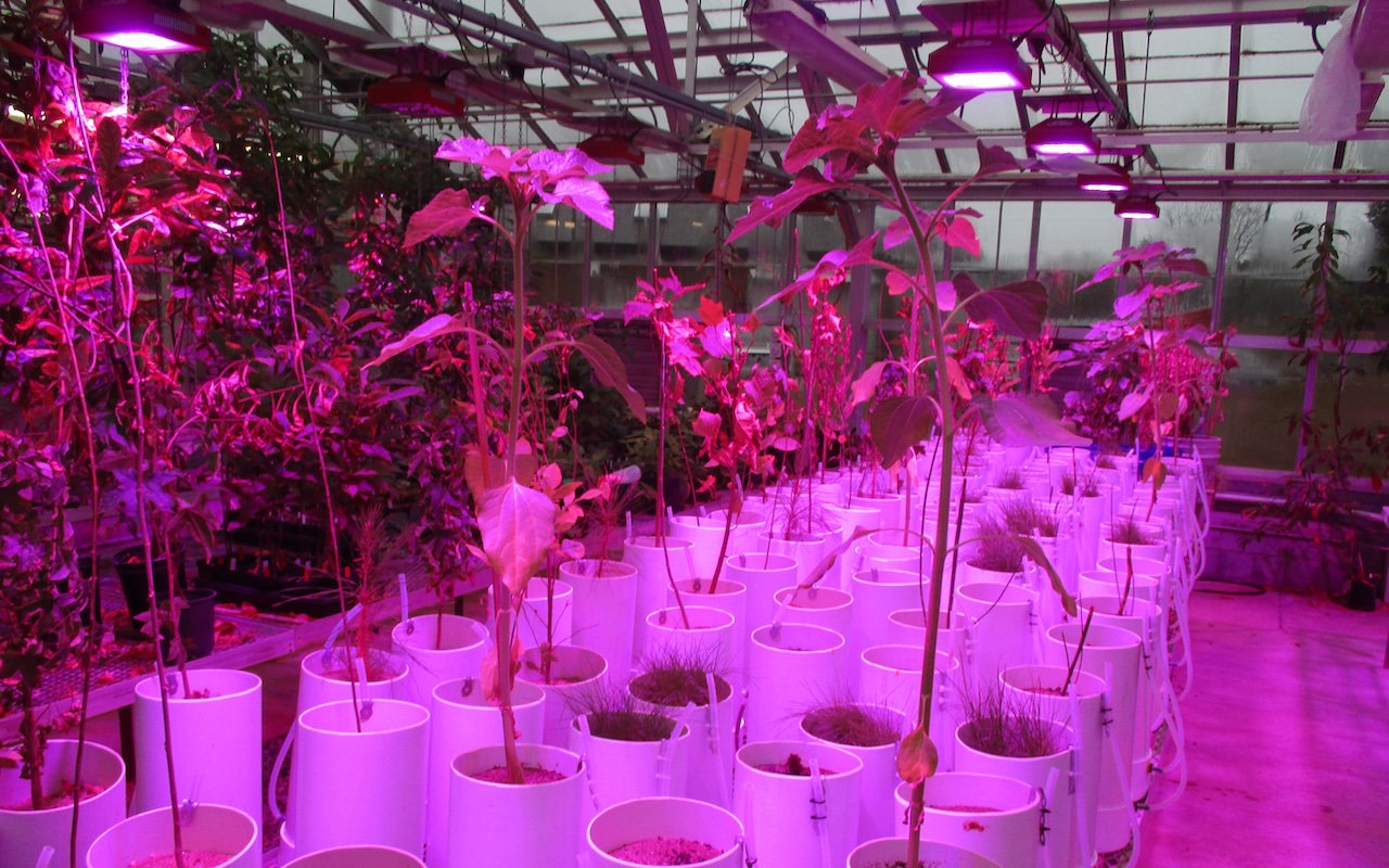 Plants under a light - part of PFAS and Phytoremediation research