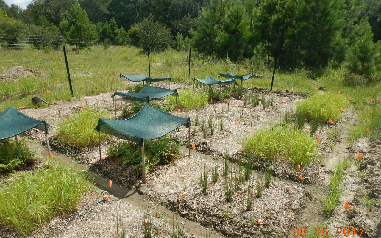 phytoextraction field scale pilot test