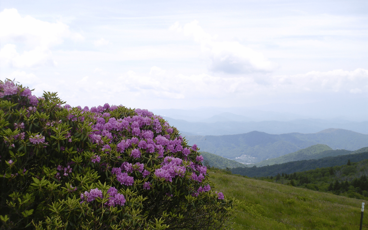 A bush with purple flowers on it at the top of a mountain at a Nutter & Associates project site.